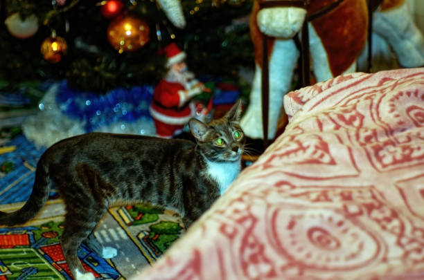 istock a young mottled cat resting in an apartment 1386416461