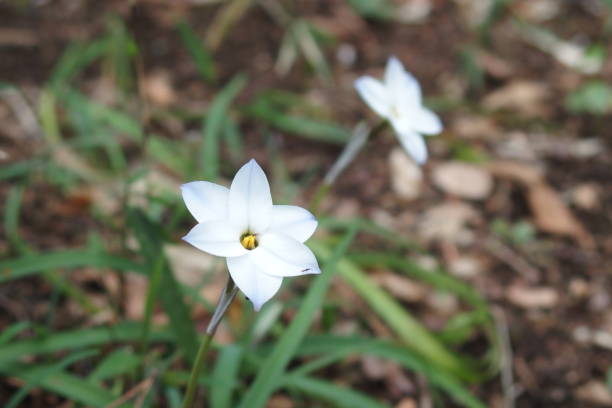 istock Close up of white springstar flower 1386417266