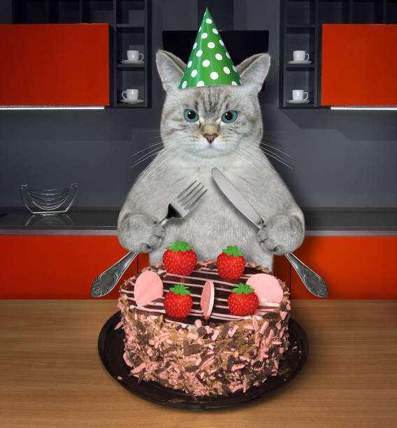 istock Cat ashen eating cake with strawberries in kitchen 1386417326
