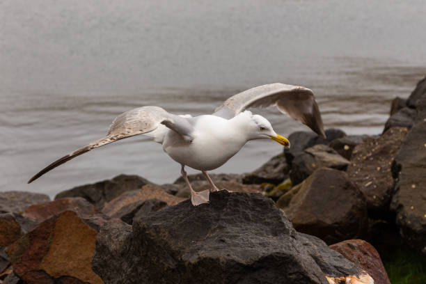 istock Seagull at the rock, Vestmanna, Faroe Islands. 1386419693