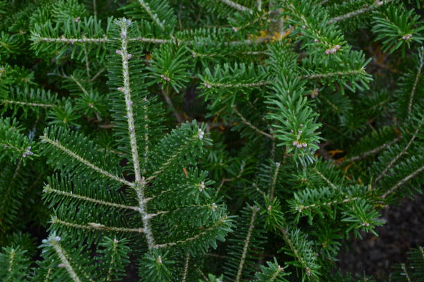 Fir branches. Balsam fir. Abies balsamea tree. Forest or park evergreen plant with fresh green leaves. Christmas tree. Nature background. stock photo
