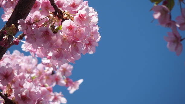 istock Sakura flower fully bloomed in front of blue sky 1386419951