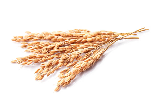 istock An ear of rice 1386421806