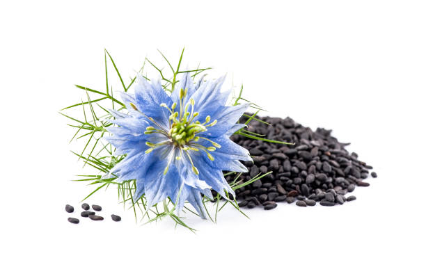 istock Black cumin seed with nigella sativa flowers 1386421846