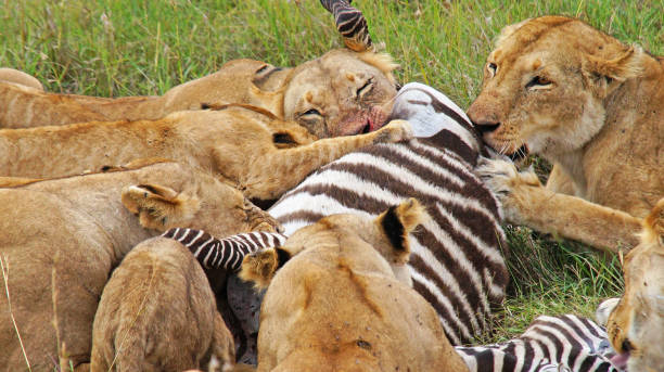 istock Lionesses hunted zebras. 1386424939