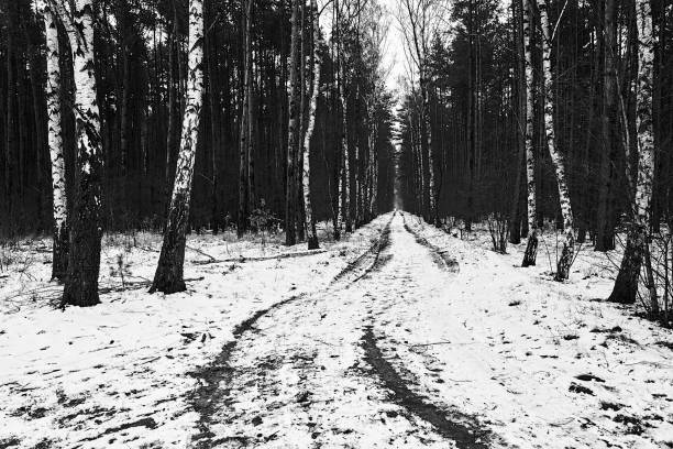 dirt road with birch trees in the forest during winter in Poland, monochrome