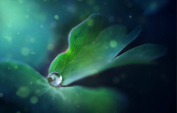 a dewdrop on a leaf with a ray of light