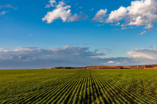 istock green field with young crops against blue sky 1386428371