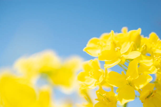 Yellow field mustard flowers blooming under the beautiful cloudless early spring blue sky.