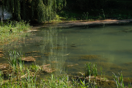 Lago forestal que desaparece por el cambio climático. Manada de peces en agua sucia. photo