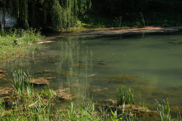 lago forestal que desaparece por el cambio climático. manada de peces en agua sucia. - poco profundo fotografías e imágenes de stock