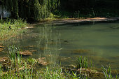 istock Forest lake disappearing from climate change. Herd of fish in dirty water. 1386435282