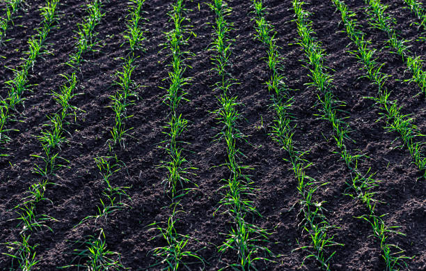 istock green area sown with winter crops 1386435940