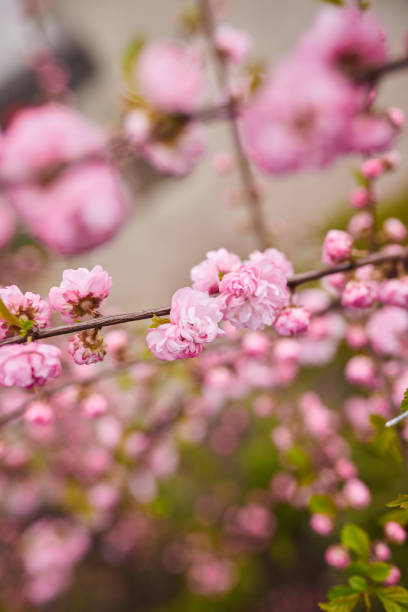 istock Branches of blossoming cherry macro with soft focus on gentle light blue sky background in sunlight. Beautiful floral image of spring nature 1386435996