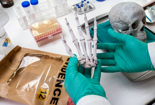 scienziato forense indaga sulla mano dello scheletro adulto in un laboratorio del crimine, immagine concettuale - dead body foto e immagini stock