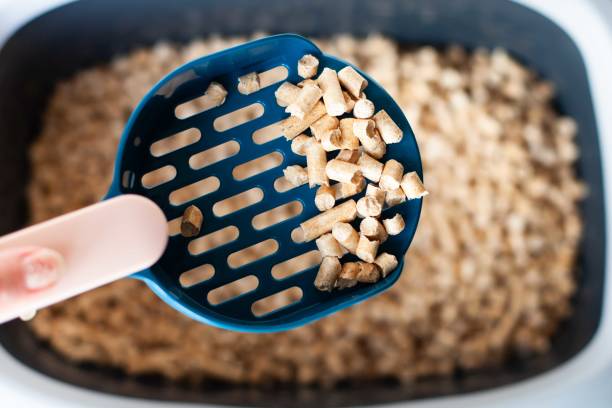 Sift scoop with wooden granules filler for cat toilet tray. stock photo