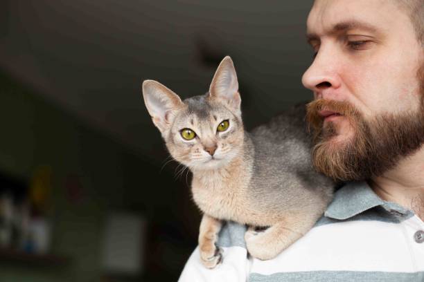 Abyssinian blue cat sitting on bearded man's shoulder. stock photo