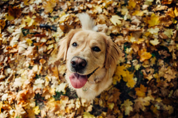 istock Golden retriever in the park 1386437727