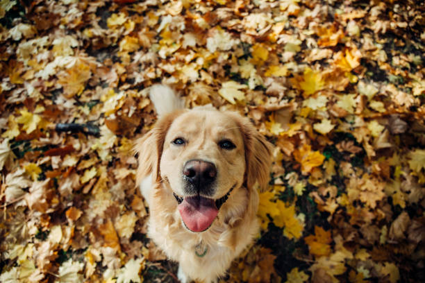 istock Golden retriever in the park 1386437728