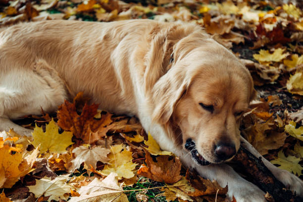 istock Golden retriever in the park 1386437732