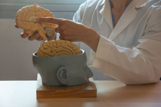 Neurosurgeon demonstrating human brain model anatomy A neurosurgeon demonstrating human brain model anatomy  in medical office nervous tissue stock pictures, royalty-free photos & images