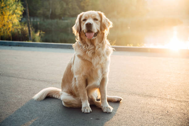 istock Golden retriever in the park 1386437793