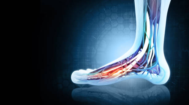 Human foot anatomy. 3d illustration