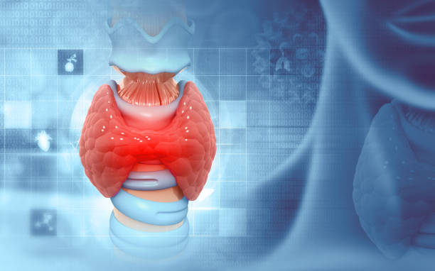 lobi delle ghiandole umane dell'anatomia della ghiandola tiroidea. illustrazione 3d - thyroid gland foto e immagini stock