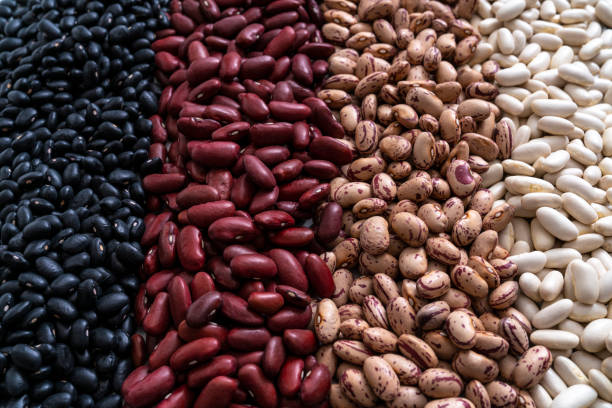 Black beans, White beans, Red beans and white beans dried legumes in a row lines full frame macro closeup detail perspective arrangement