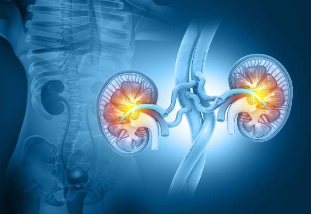 istock Human kidney cross section. 3d illustration 1386446380