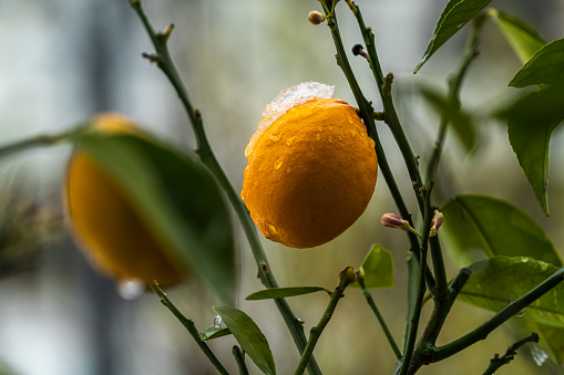 Lemon under snowing at winter in Istanbul