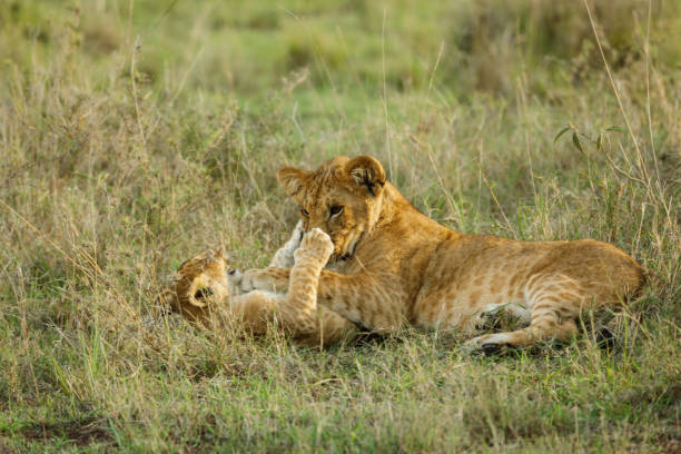 lions cubs - 24229 photos et images de collection