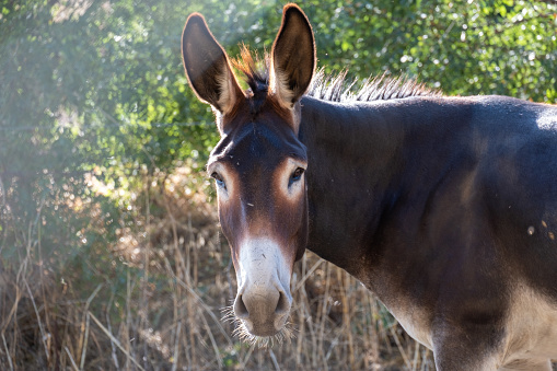 Brown female donkey