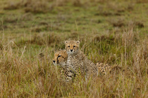 istock mother cheetah and cub 1386453702