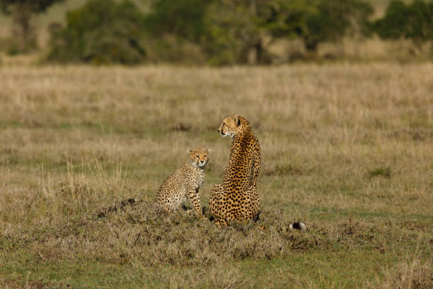 istock mother cheetah and cubs 1386453874
