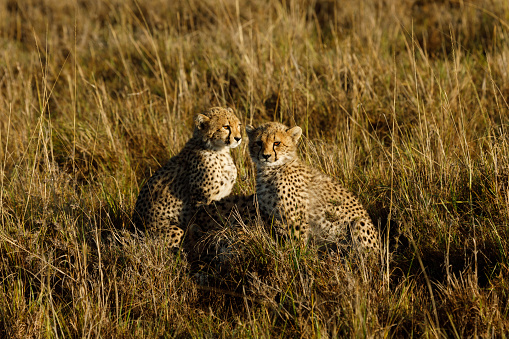 A mother cheetah and her cub sitting on a mound. Taken in Masai Mara, Kenya