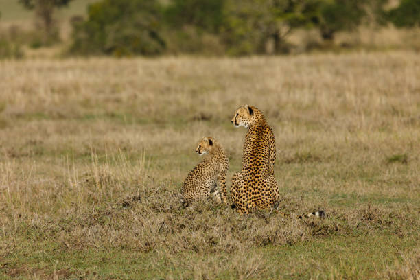 istock mother cheetah and cubs 1386453990
