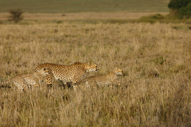 istock mother cheetah and cubs 1386454012