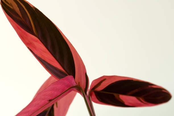 istock Bright red oister stromanta on a white background 1386456633