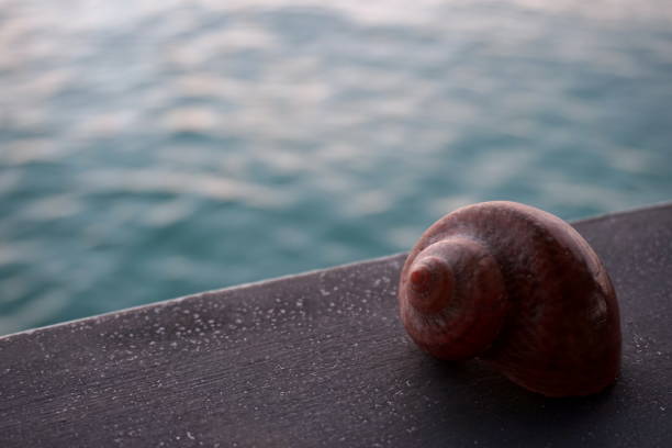 istock SHELL OF SNAIL BESIDE THE SEA 1386458344