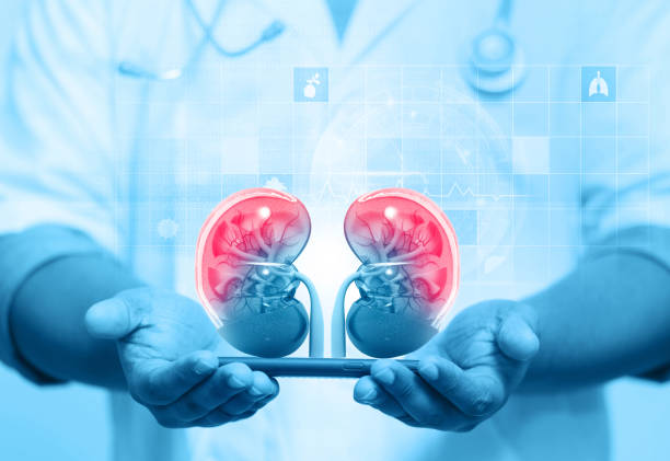 Nephrologist listens to the kidneys on medical background. 3d illustration Nephrologist listens to the kidneys on medical background. 3d illustration dialysis stock pictures, royalty-free photos & images