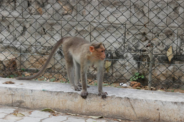 Bonnet monkey widely found in the Southern part of India mainly in Tamil nadu And Kerala states .
