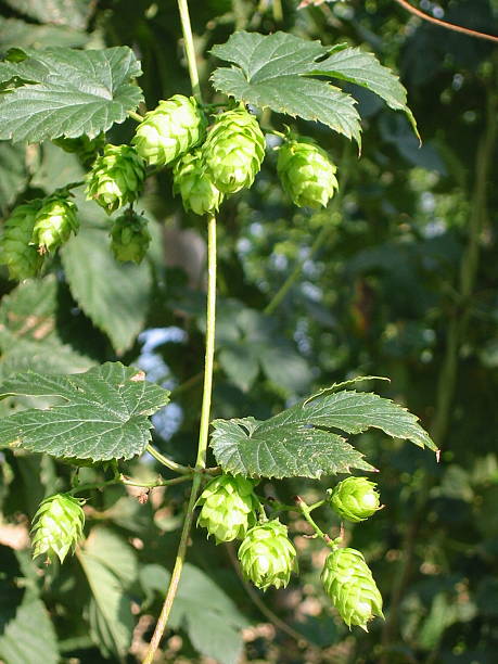 hop cones and leaves