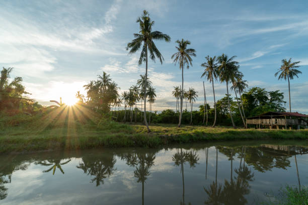 Reflection of coconut palm tree during sunny day light