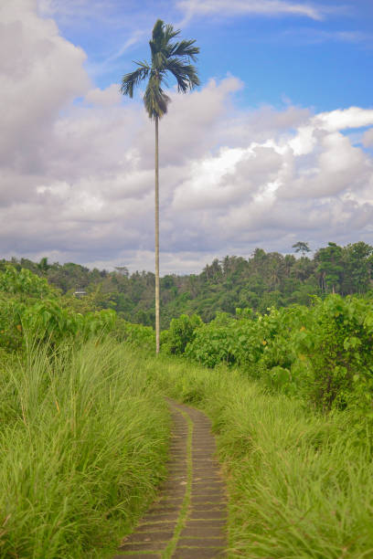 istock one tall tropical palm tree among the jungle 1386463756
