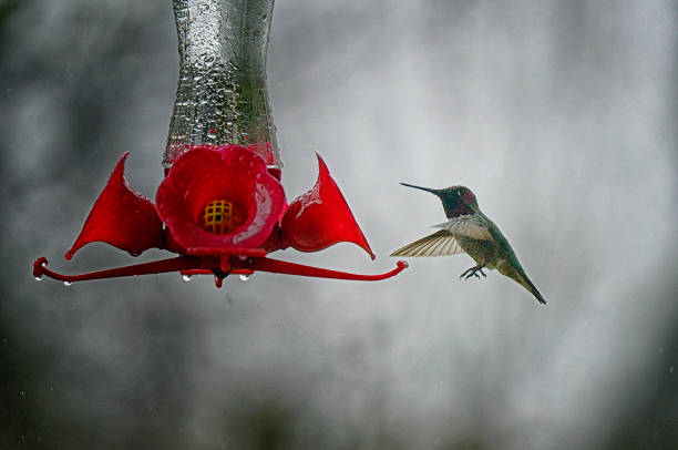 male anna's hummingbird hovering in the rain - bird hummingbird flying annas hummingbird imagens e fotografias de stock