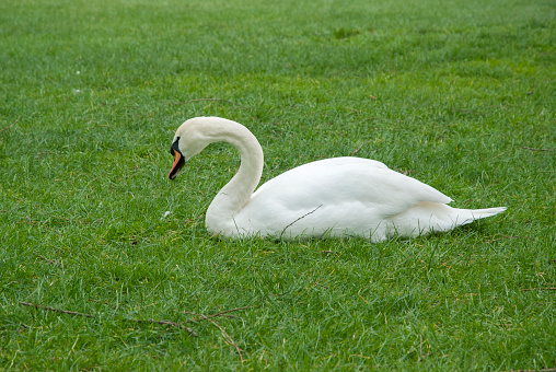 A beautiful shot of a swan standing a grass