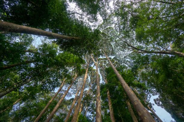 istock Look up the tree trunk at tropica 1386464025