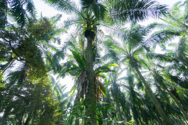 istock Morning sun light at green palm oil 1386464046