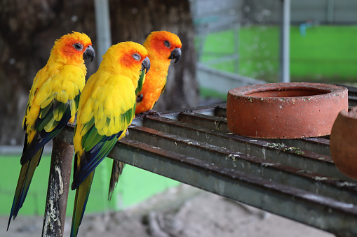 Camera photo of 3 sleeping parrots (sun cornure) with a brown feeding bowl